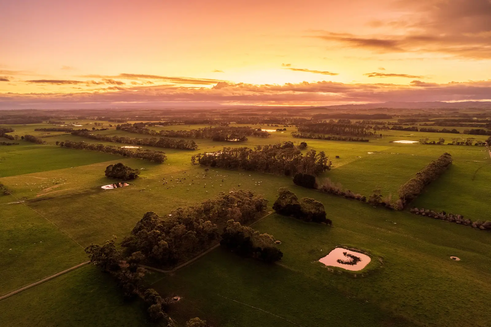 Farm paddocks and tree lines from the air at sunset