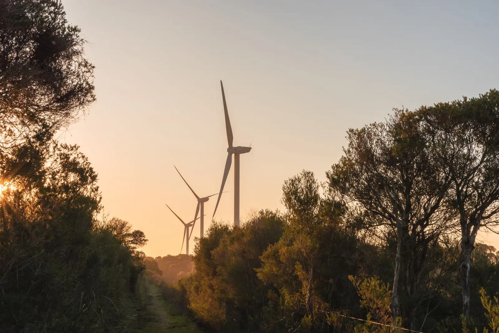Wind turbines among trees at the Wonthaggi wind farm at sunrise